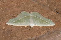 Campaea margaritaria