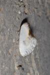 Cilix glaucata/hispanica