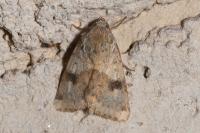 Heliothis viriplaca