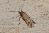Homoeosoma sinuella