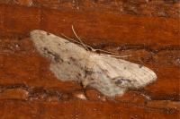 Idaea dimidiata
