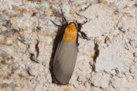 Lithosia quadra