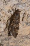 Nomophila noctuella