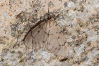 Paidia rica