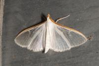 Palpita vitrealis