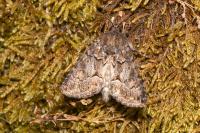 Thalpophila matura