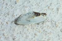 Cilix glaucata