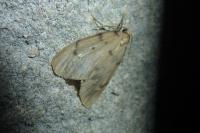 Paidia rica