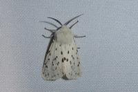 Spilosoma lubricipeda