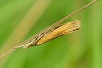 Agriphila tristella
