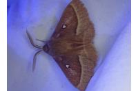 Lasiocampa trifolii trifolii