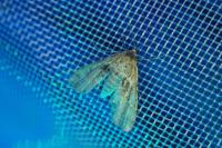 Cataclysta lemnata