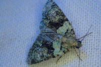 Cryphia algae