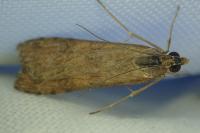 Nomophila noctuella