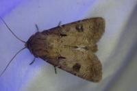 Agrotis exclamationis exclamationis