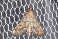 Metasia corsicalis