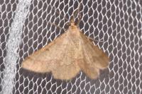 Isturgia murinaria