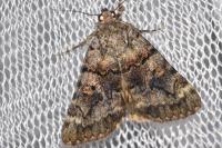 Catocala nymphagoga