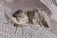Furcula furcula