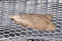 Aphomia sociella
