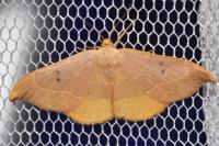 Watsonalla binaria