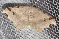 Macaria alternata