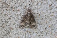 Acronicta megacephala