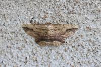 Menophra abruptaria
