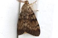 Lymantria dispar
