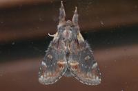 Notodonta dromedarius