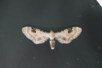 Eupithecia centaureata