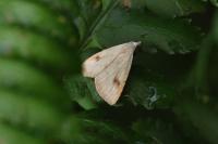 Rivula sericealis