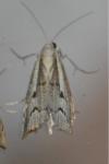 Agriphila geniculea/inquinatella