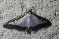 Cydalima perspectalis