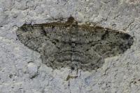 Peribatodes rhomboidaria rhomboidaria