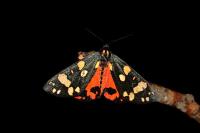 Callimorpha dominula