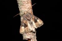 Euplexia lucipara