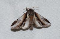Pheosia gnoma