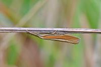 Agriphila tristella