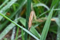 Agriphila tristella