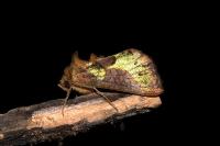 Diachrysia chrysitis