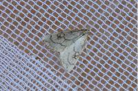 Evergestis pallidata