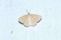Aplasta ononaria