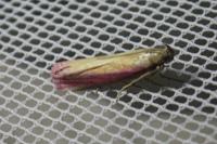 Oncocera semirubella