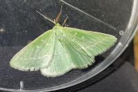 Thetidia smaragdaria