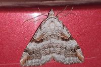 Aplocera praeformata
