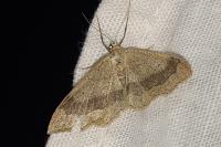 Idaea aversata