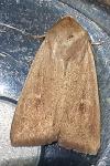 Mythimna ferrago