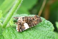 Tyta luctuosa