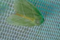 Pseudoips prasinanus